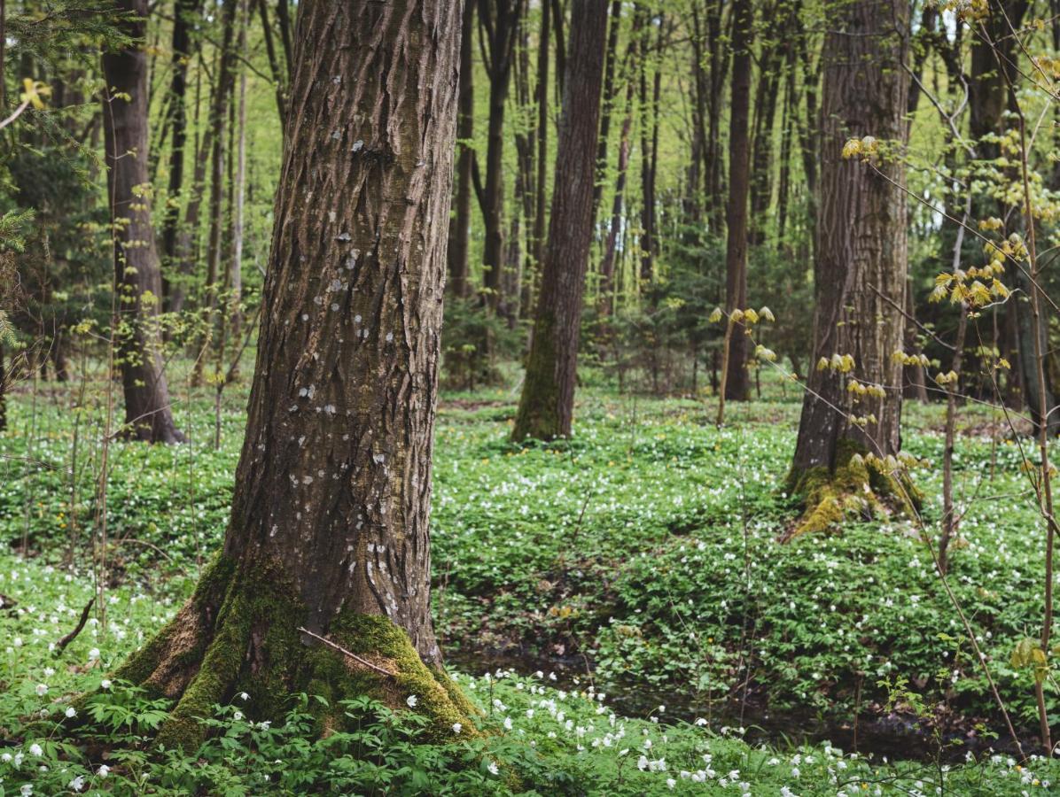 Lesna 21 Dom Poludnie Przy Puszcza Bialowieska Luka エクステリア 写真