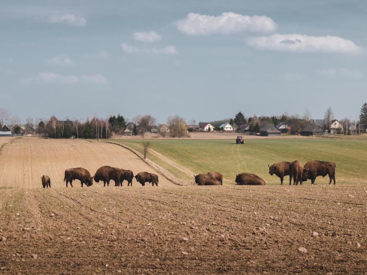 Lesna 21 Dom Poludnie Przy Puszcza Bialowieska Luka エクステリア 写真