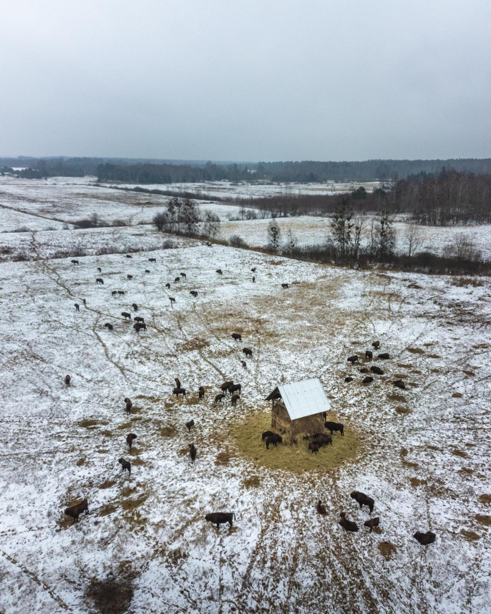Lesna 21 Dom Poludnie Przy Puszcza Bialowieska Luka エクステリア 写真